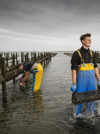 Zeeuwse oesterboer staand in het water, klaar voor de oogst van verse oesters.