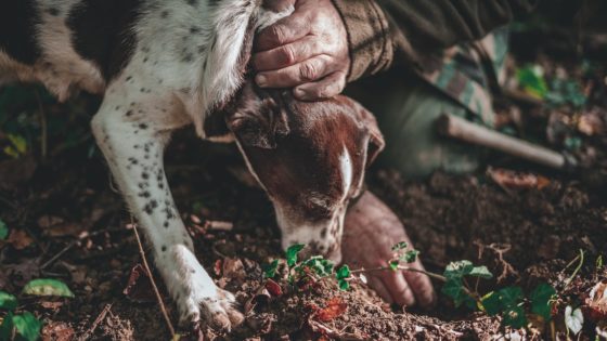 Hond intensief de grond besnuffelend tijdens een truffelzoektocht, met focus en vastberadenheid om de verborgen truffel te vinden.