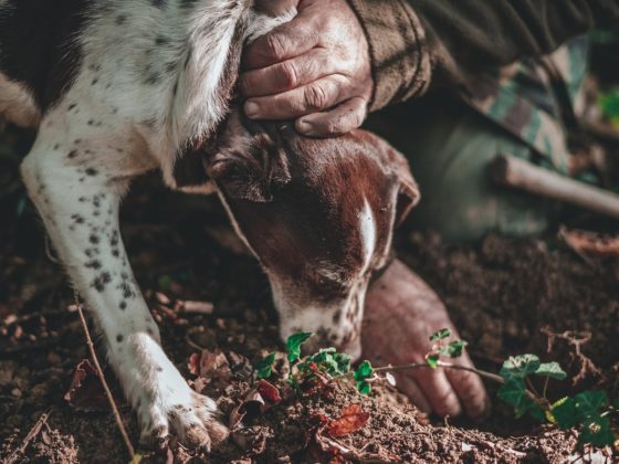 Hond intensief de grond besnuffelend tijdens een truffelzoektocht, met focus en vastberadenheid om de verborgen truffel te vinden.
