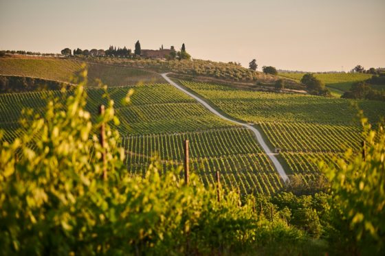 Wijngaard op glooiende Toscaanse heuvels bij zonsondergang, met rijen wijnstokken en een pittoresk landschap op de achtergrond